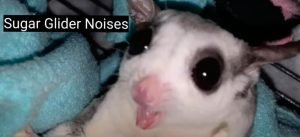 Sugar Glider Noise When Being Attacked