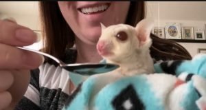 Sugar Glider Not Eating Or Drinking