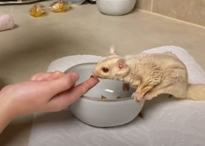 Sugar Glider Sneezing When Waking Up