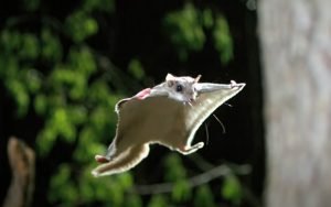 Sugar Glider Thinks It Can Fly