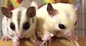 Sugar Glider Vitamins