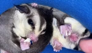 Sugar Glider What Temperature
