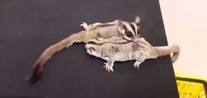 Sugar Gliders For Sale Illinois