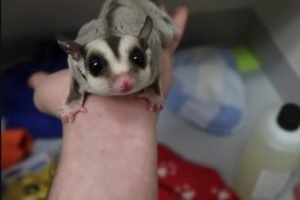 Sugar Gliders For Sale Washington