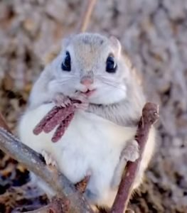 What Size Saucer For Sugar Glider