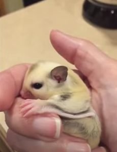 Where To Buy Sugar Glider Babies