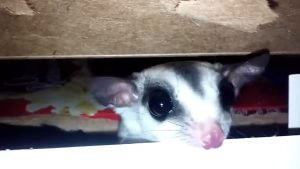 Where Would A Sugar Glider Hide