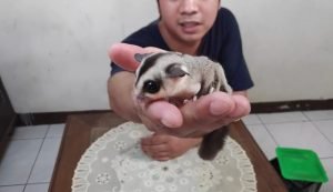 White Faced Sugar Glider