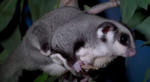 Who Discovered The Sugar Glider