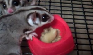 Who Sells Sugar Glider Gravy