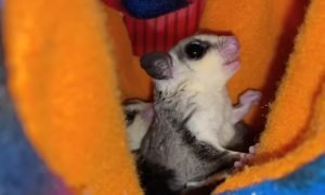 How To Take Care Of A Sugar Glider