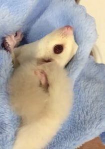 How To Look After A Sugar Glider