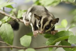 Can You Get Sugar Gliders In The Uk