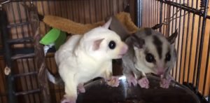 Are Flying Squirrels And Sugar Gliders The Same