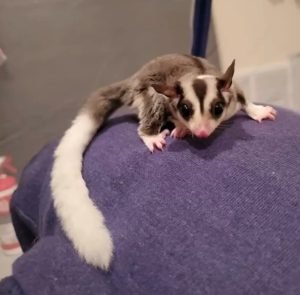 Are Sugar Gliders Messy