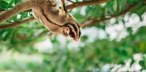 Where Do Sugar Gliders Live