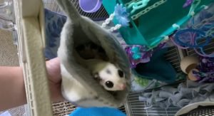 Sugar Glider For Sale Reno