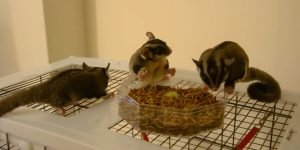 Can Sugar Gliders Eat Dried Mealworms