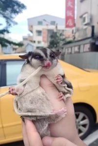 Can Sugar Gliders Eat Fish