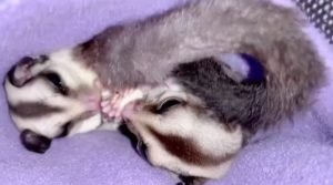 Are Sugar Gliders Easy To Take Care Of