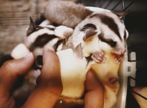 Are Sugar Gliders Illegal In The Uk