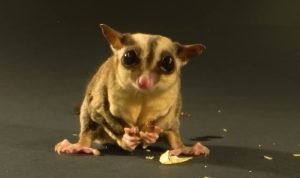 Are Sugar Gliders Legal In The Us