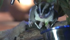 Are Sugar Gliders Mammals