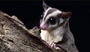 Are Sugar Gliders Nocturnal