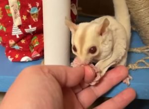 Are Sugar Gliders Rodents