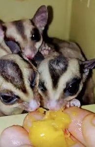 Can Sugar Gliders Eat Mango