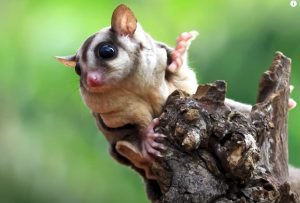 Can You Buy Sugar Gliders