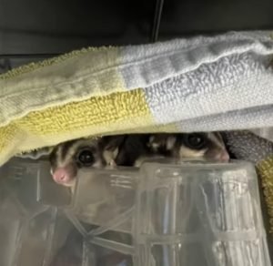 Sugar Glider For Adoption