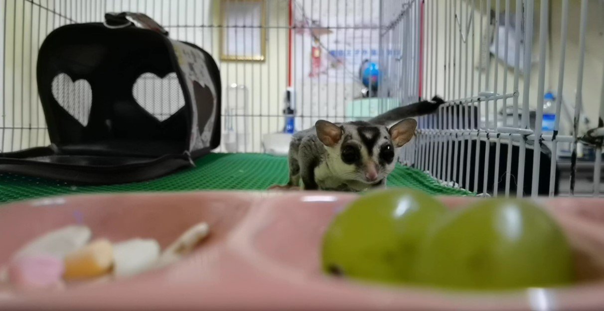 Can You Pass The Sugar Glider Food Test