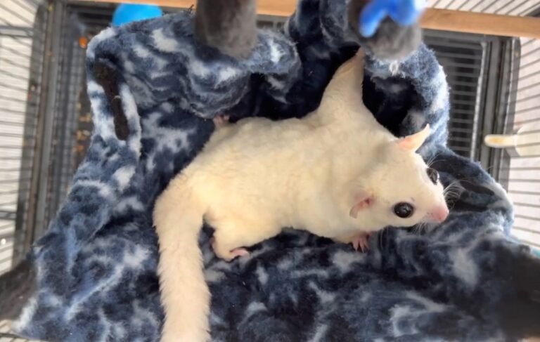How Long Are Sugar Gliders Pregnant For
