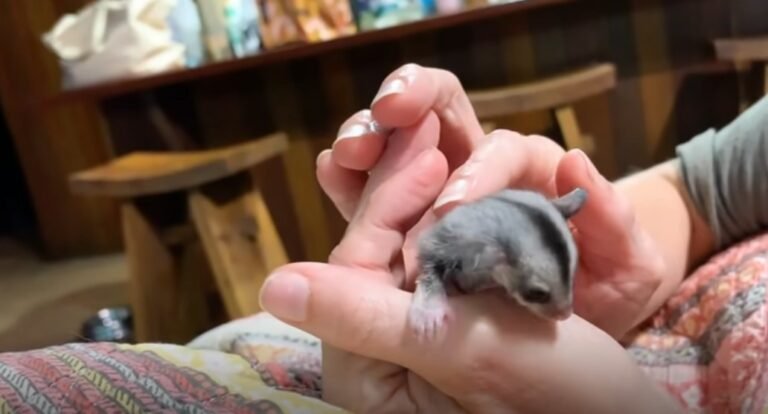 How To Pick Up A Sugar Glider Baby