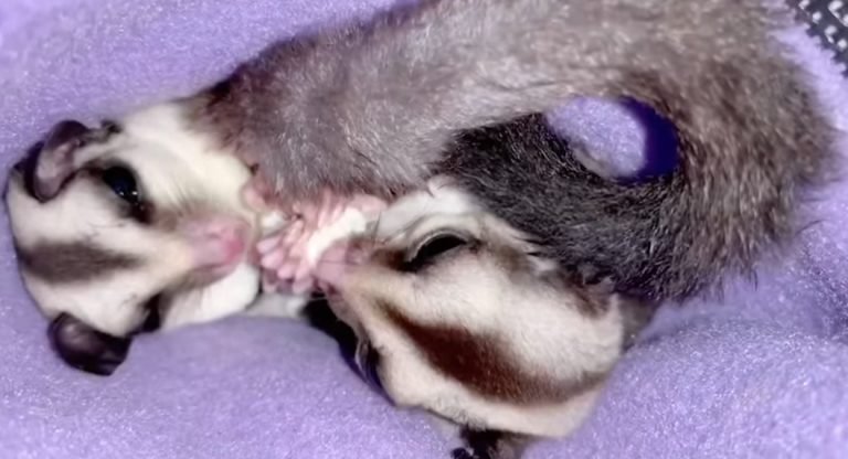 How To Cure Sugar Glider Constipation