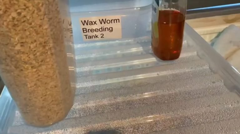Breeding Waxworms