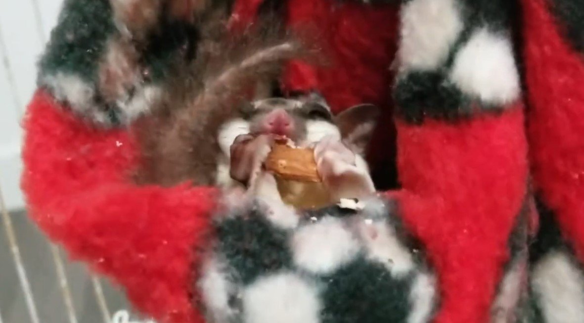 Can Sugar Gliders Eat Almonds