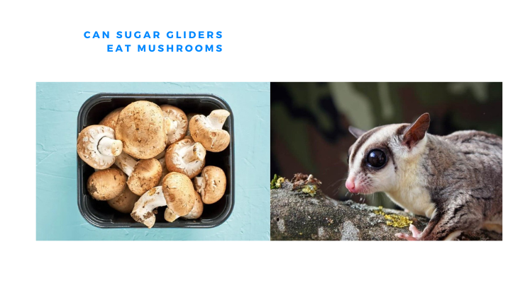 Can Sugar Gliders Eat Mushrooms