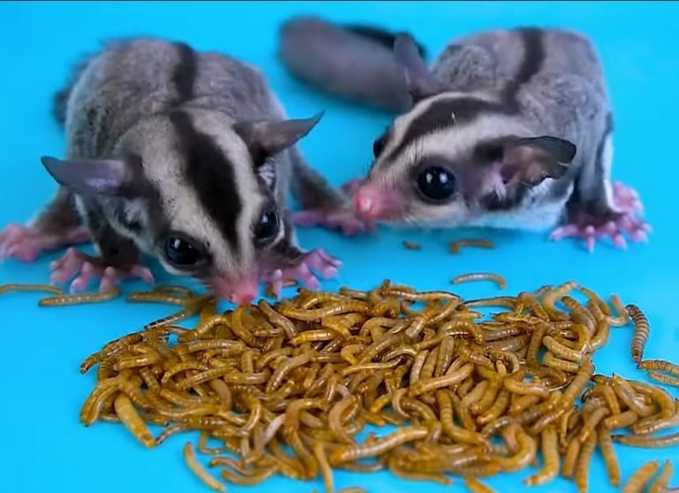 How Many Mealworms Sugar Glider