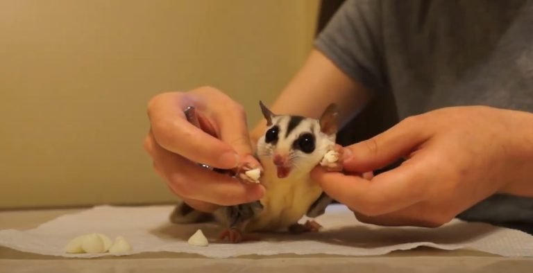 How To Fix Sugar Glider Claws