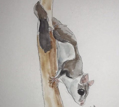 How To Paint A Sugar Glider