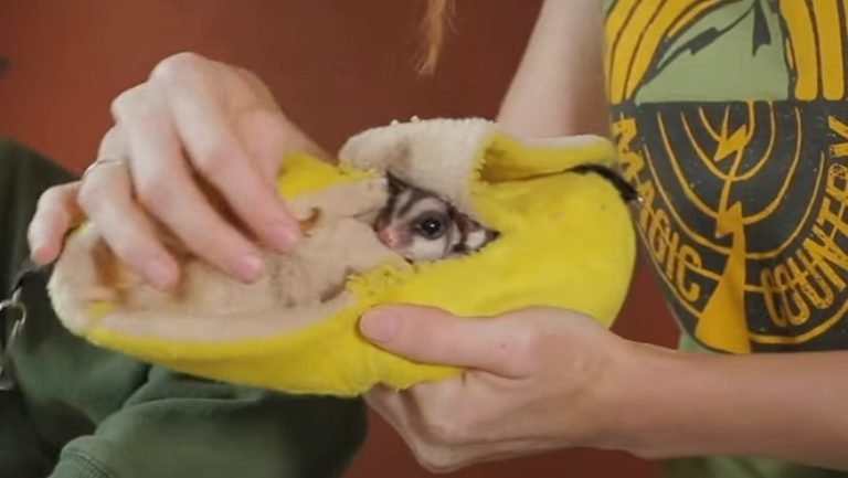 How To Transport A Sugar Glider