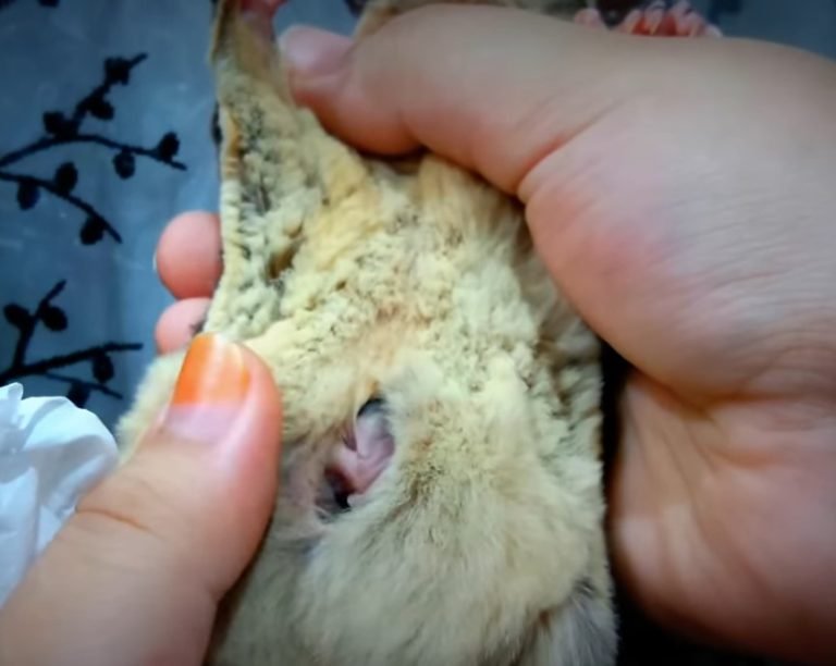 How To Use Sugar Glider Pouch