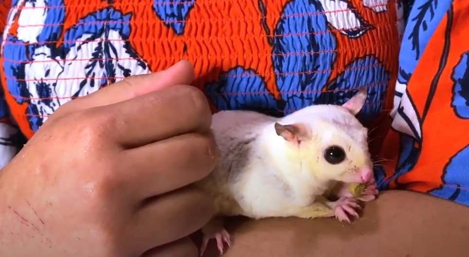 How to Build Sugar Glider Trust