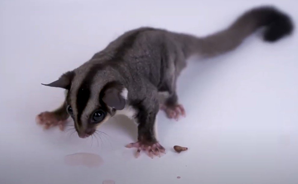 Sugar Glider Hising When Usingbathroom