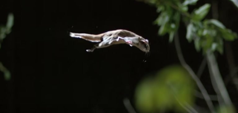 Sugar Glider Thinks It Can Fly