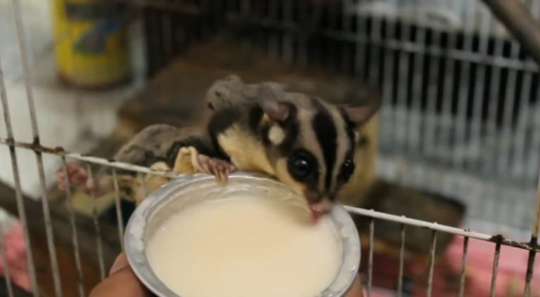 What To Feed Sugar Glider Babies