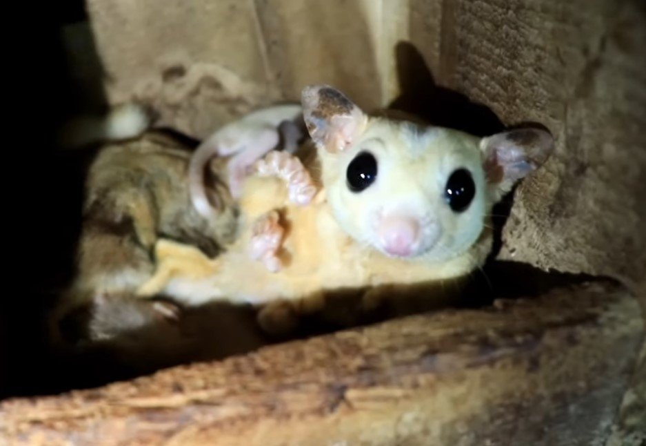 Where To Purchase Sugar Glider