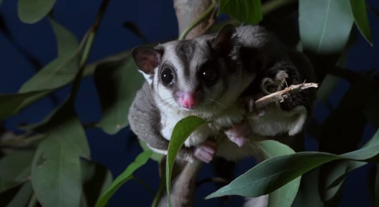 Who Discovered The Sugar Glider